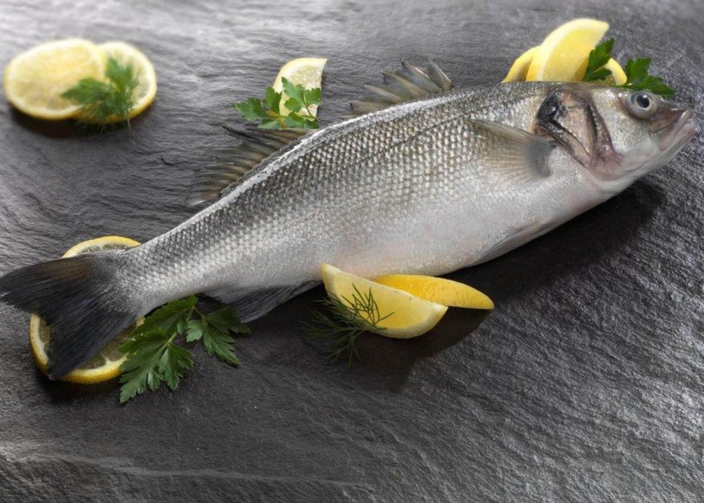 Сибас морской окунь