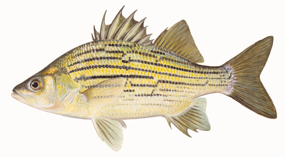 Morone Chrysops (белый окунь)