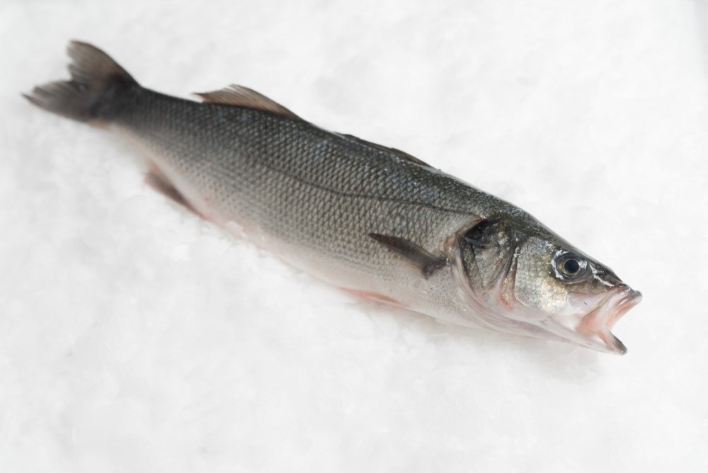 Sea Bass