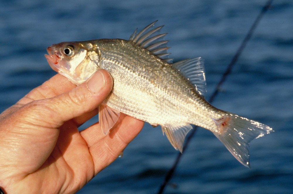 Morone Chrysops (белый окунь)