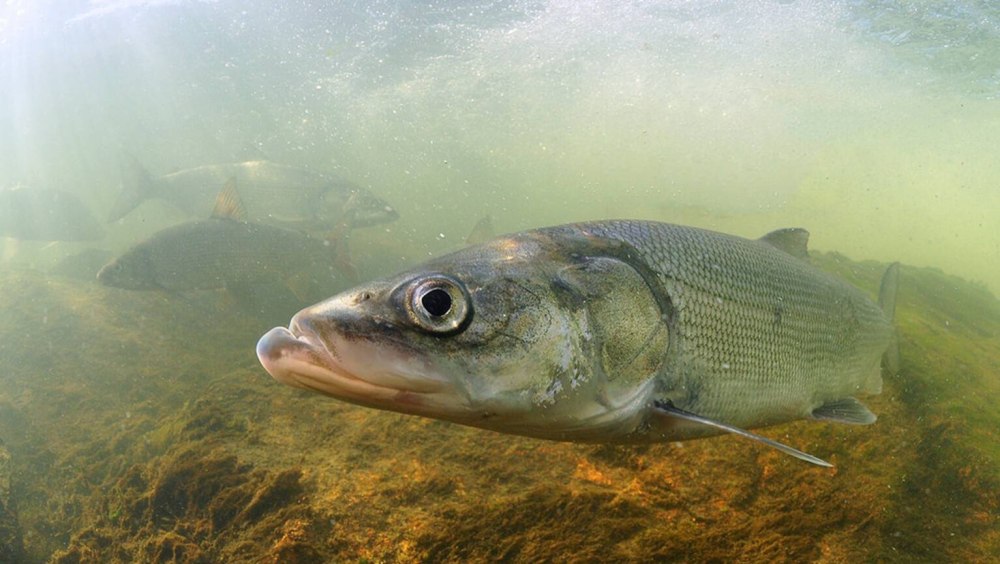 Нельма (Stenodus leucichthys)