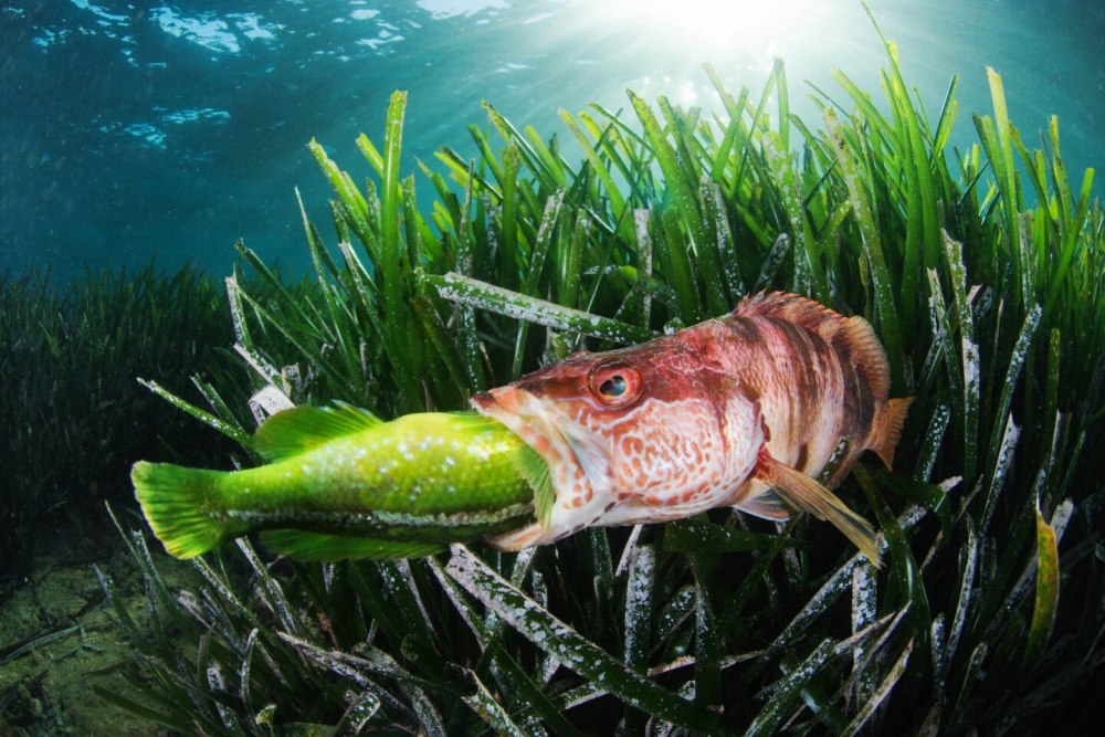 Underwater photographer of the year 2022