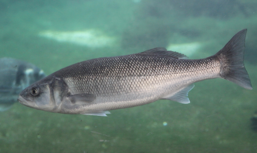 Dicentrarchus labrax лаврак