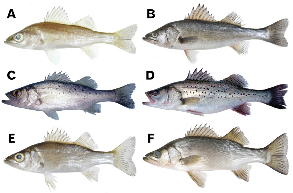 Морской Судак (Lateolabrax japonicus)