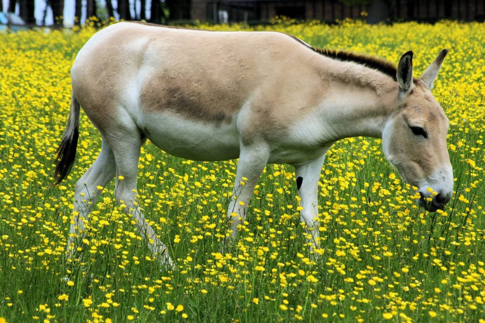 Осел equus hemionus kulan