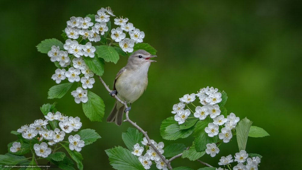 Весна птицы