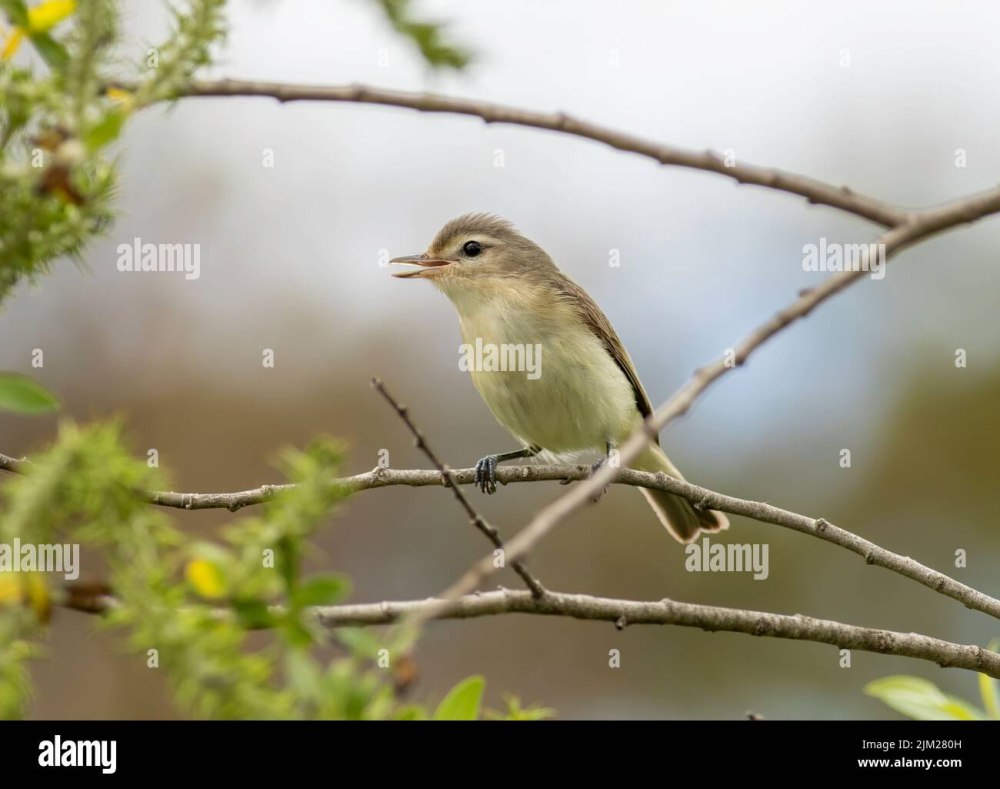 Зеленая пересмешка