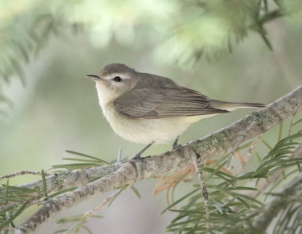 Как выглядит сереноловый фото