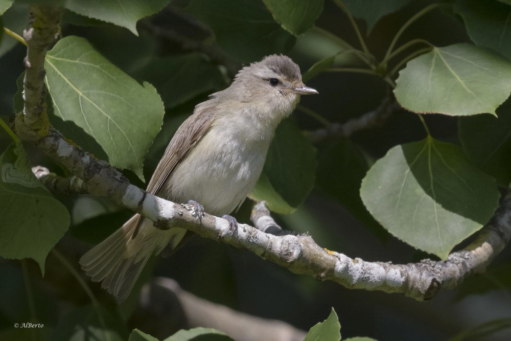 Сероголовый Виреон