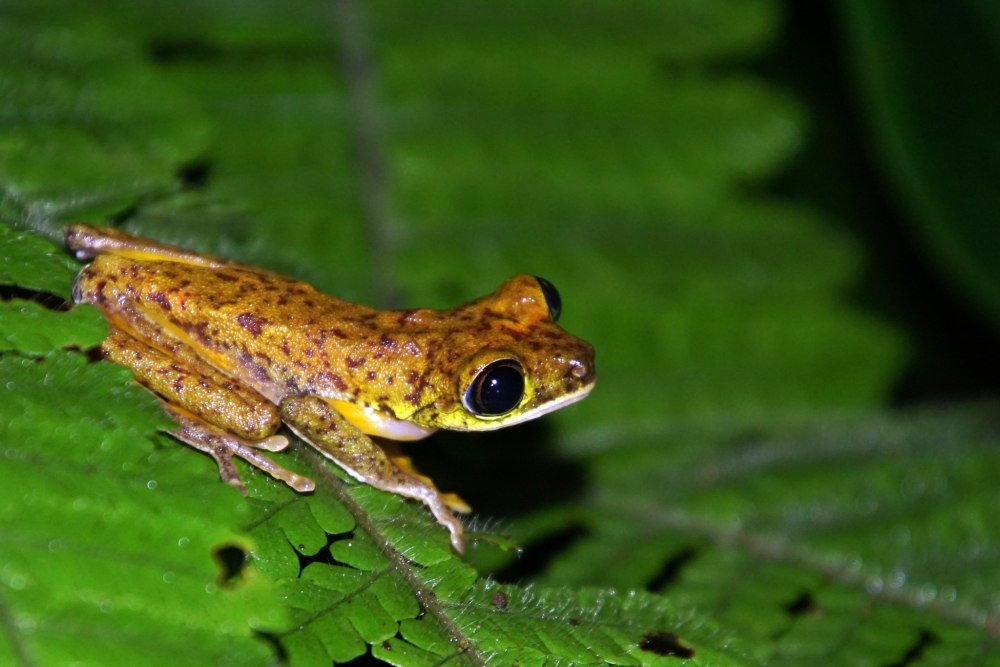 Agalychnis Lemur