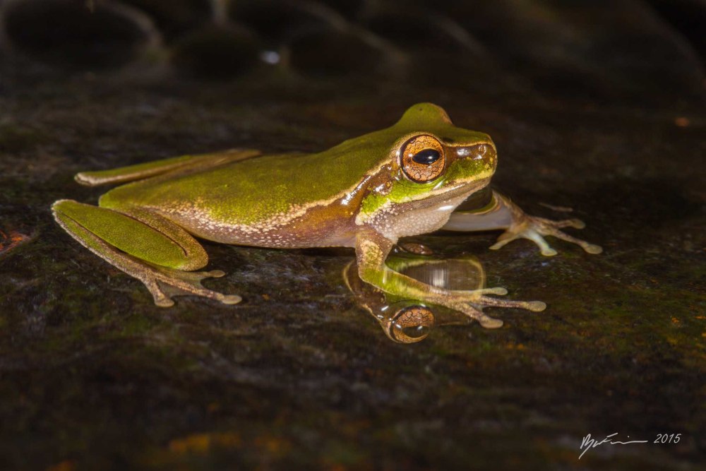 Litoria Rubella яйцекладущие