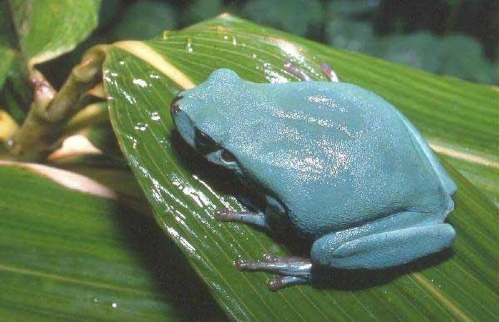 Hyla meridionalis