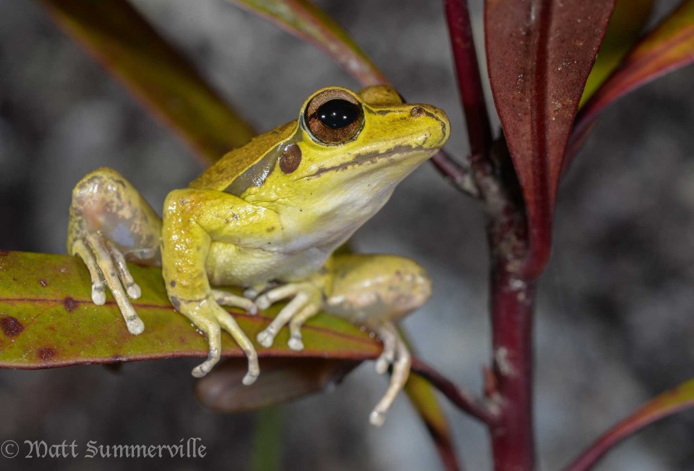 Litoria phyllochroa