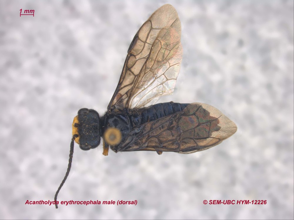 Acantholyda erythrocephala