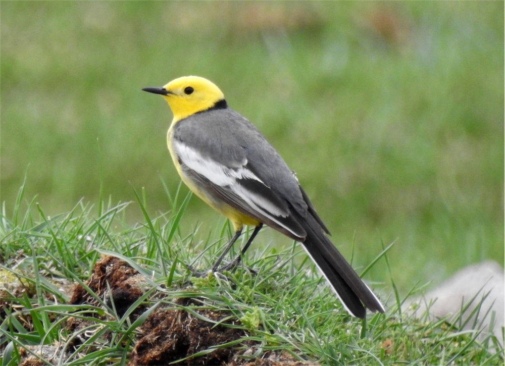 Трясогузка masked Wagtail