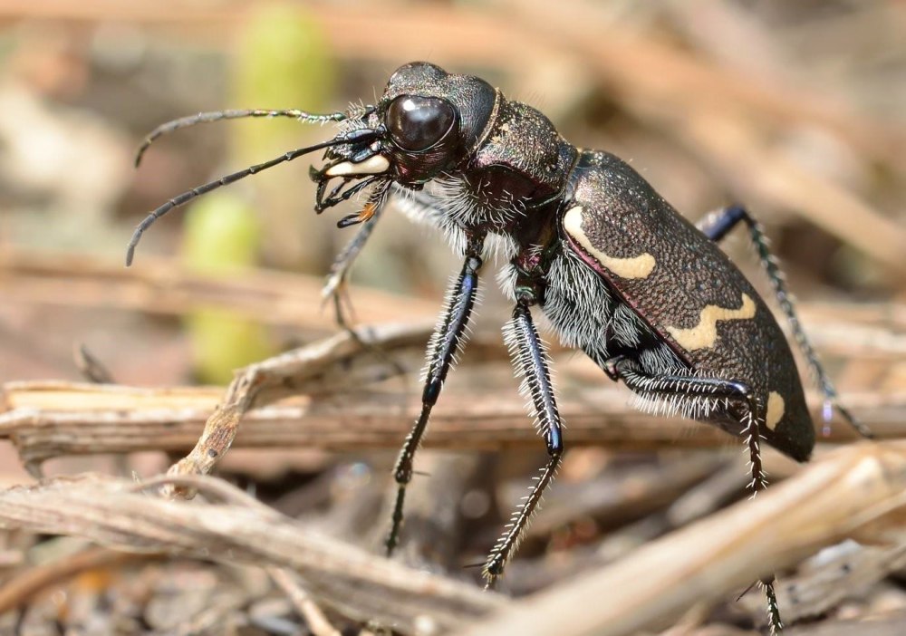 Скакун Лесной Cicindela silvatica l