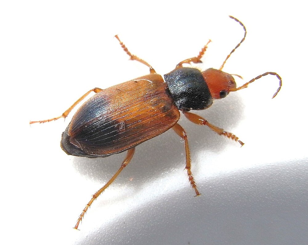 Diachromus Germanus Linnaeus, 1758