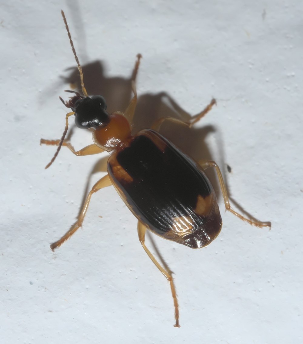 Лебия-Крестоносец – Lebia Crux-Minor (Linnaeus, 1758)