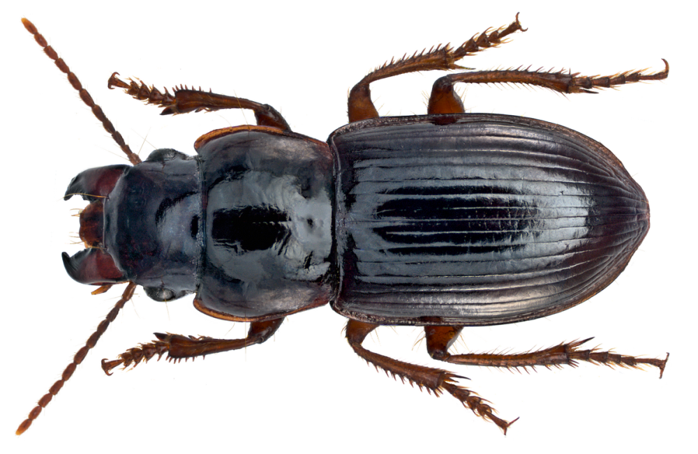Carabidae строение и