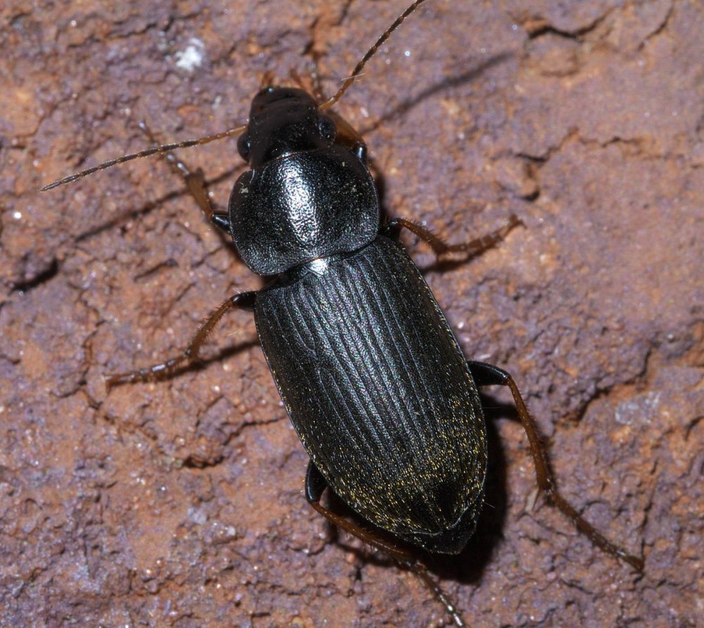 Zeria sericea