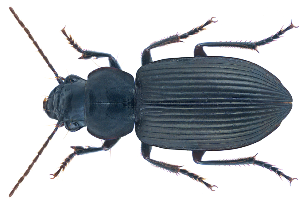 Carabidae dorsal