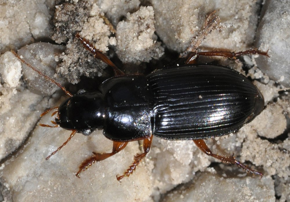 Harpalus affinis Жук