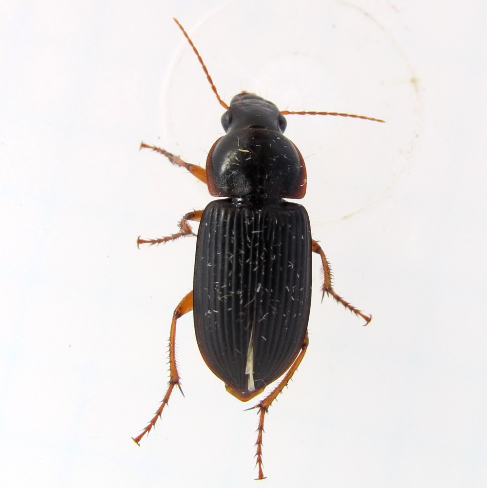 Harpalus dimidiatus