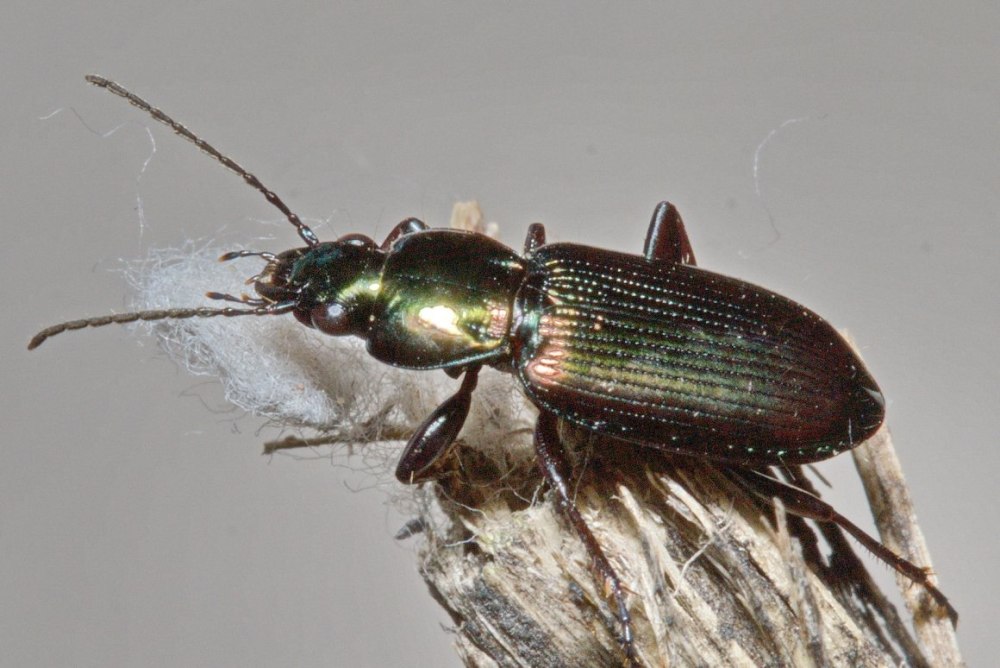 Garreta Nitens