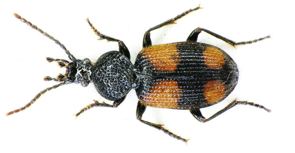 Panagaeus cruxmajor