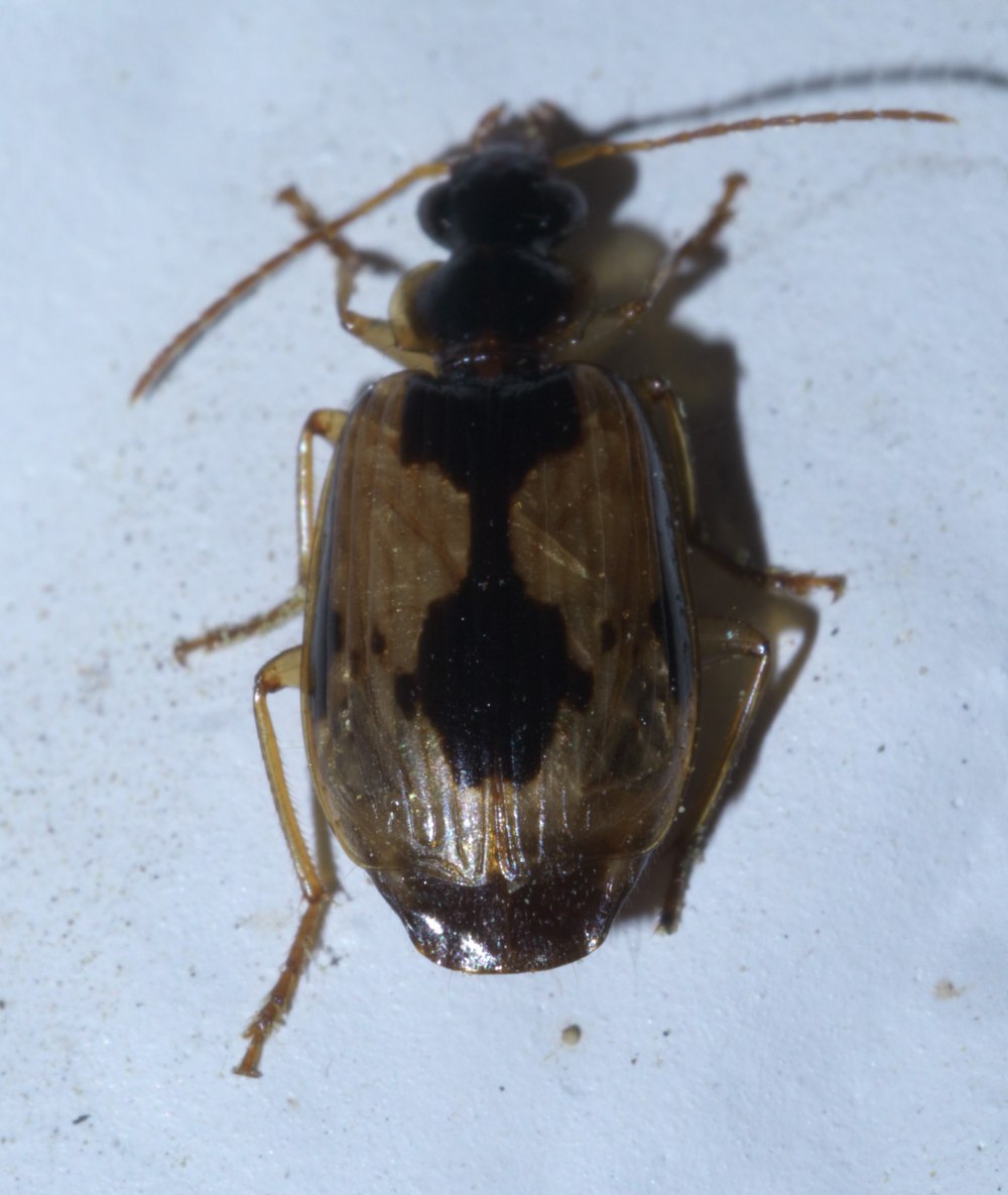 Жук Lebia labulata её ценность