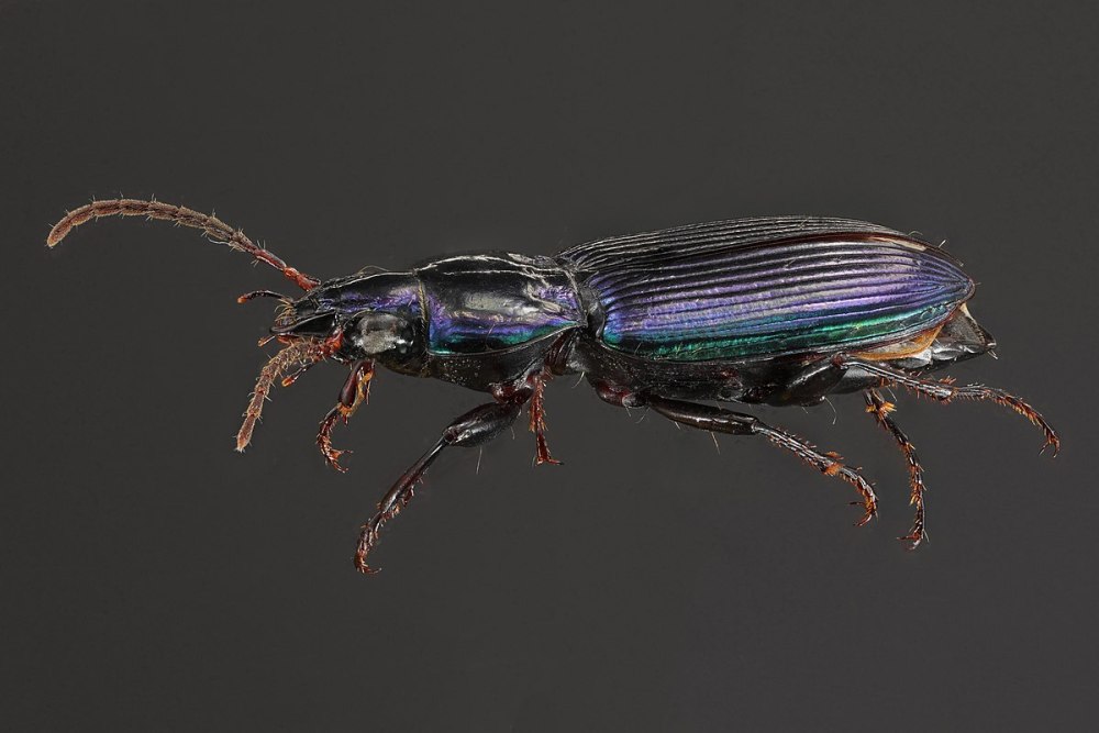 Microglanis Poecilus