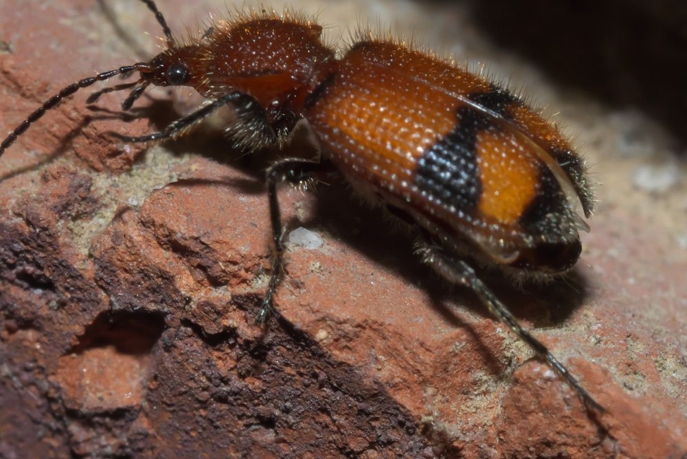 Ceratophyllus fasciatus