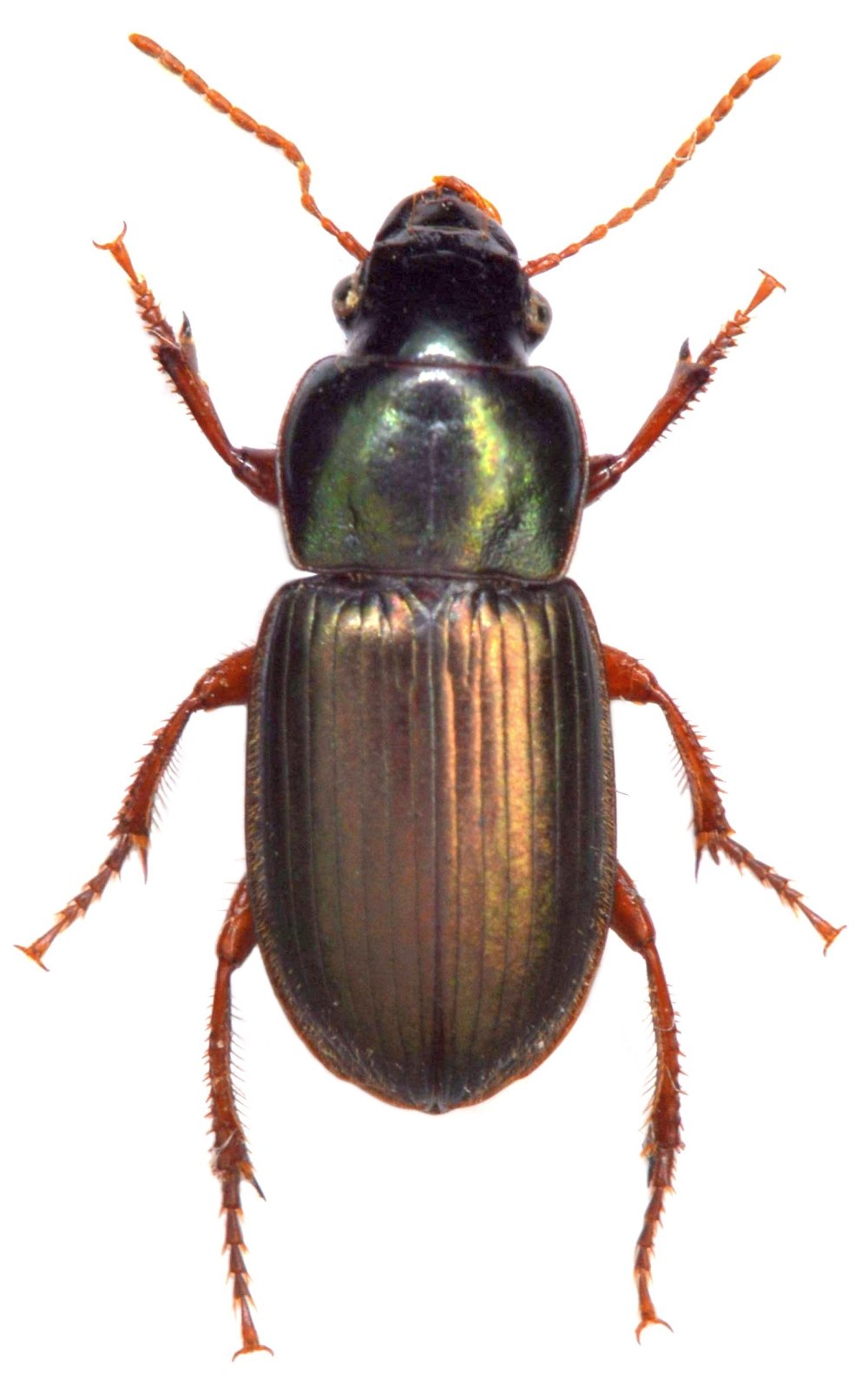 Harpalus affinis Жук