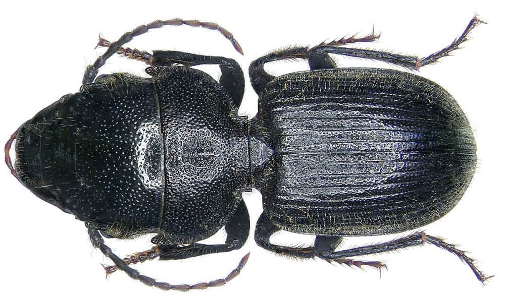 Ditomus calydonius