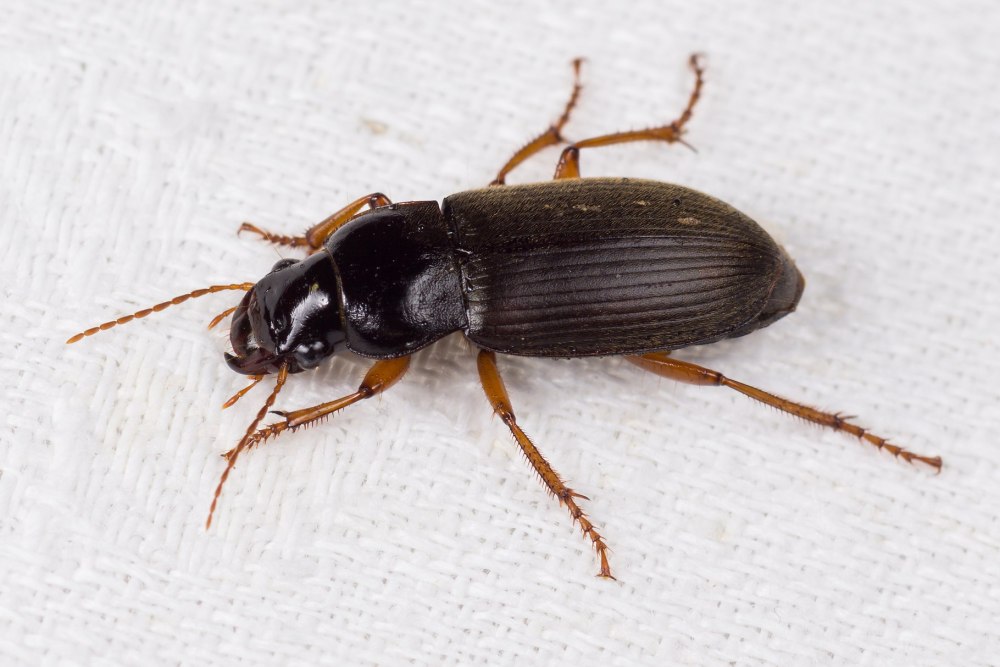 Волосистая жужелица Harpalus rufipes
