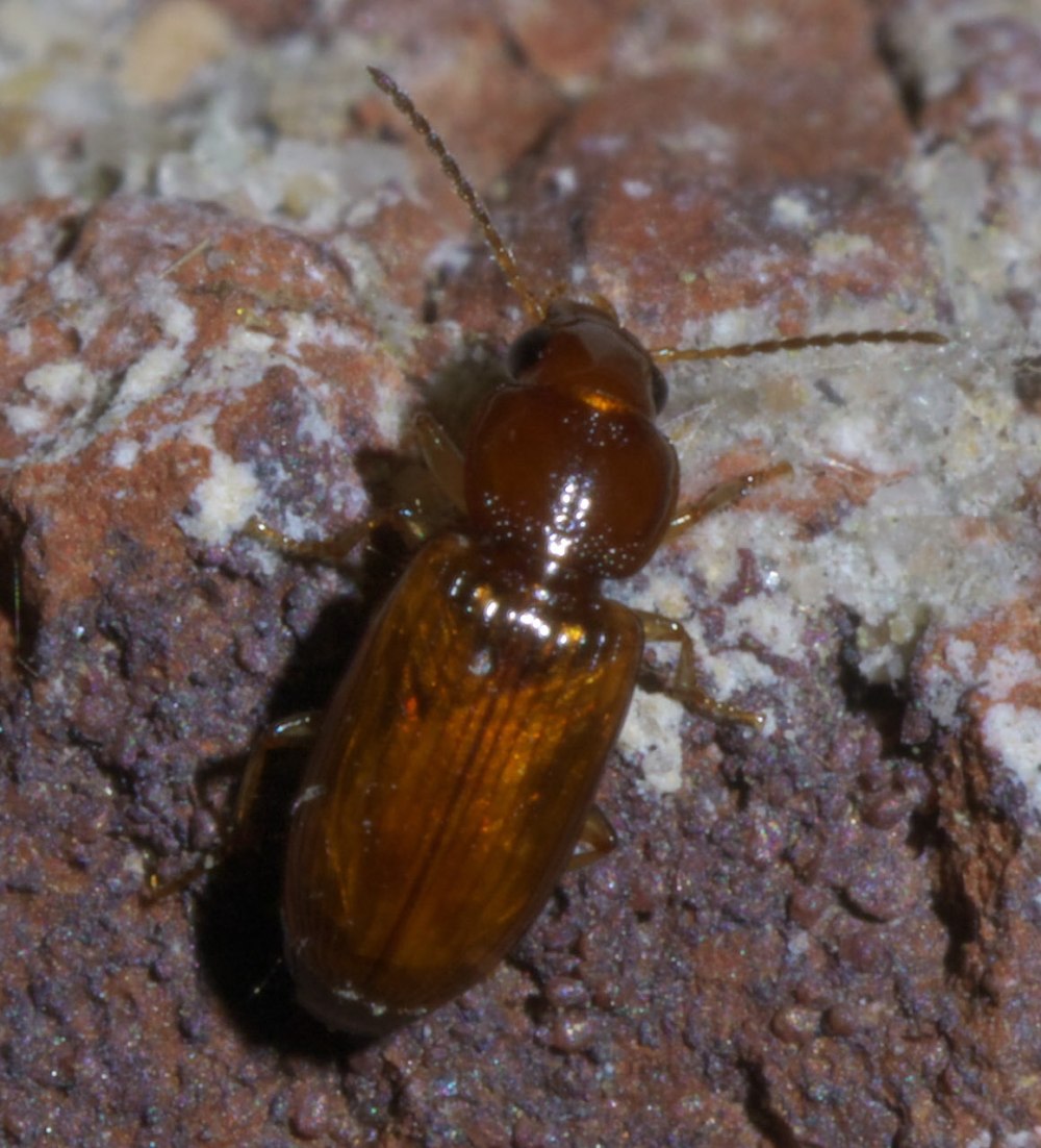 Acupalpus flavicollis (Sturm, 1825)