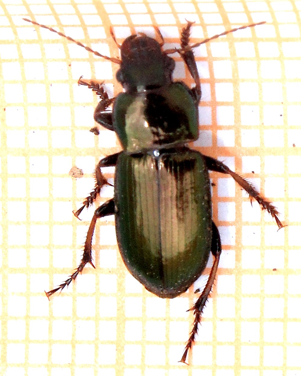 Harpalus affinis Жук