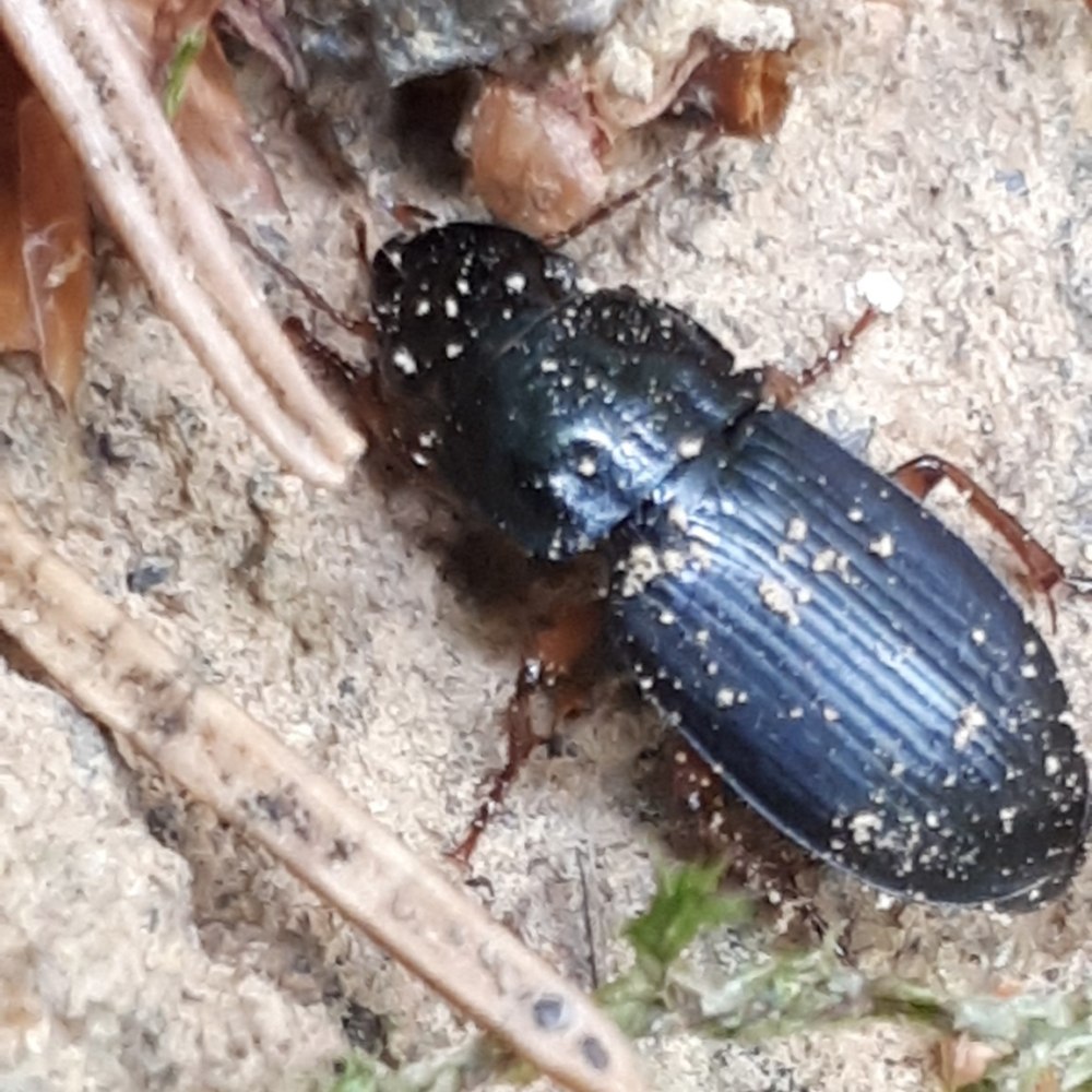 Жук Harpalus calceatus