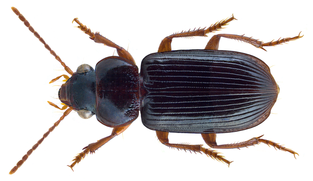 Oxytelus fulvipes Erichson, 1839