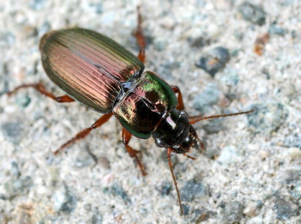Harpalus affinis Жук