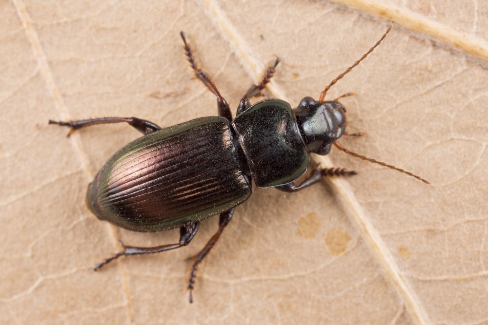 Harpalus Tardus