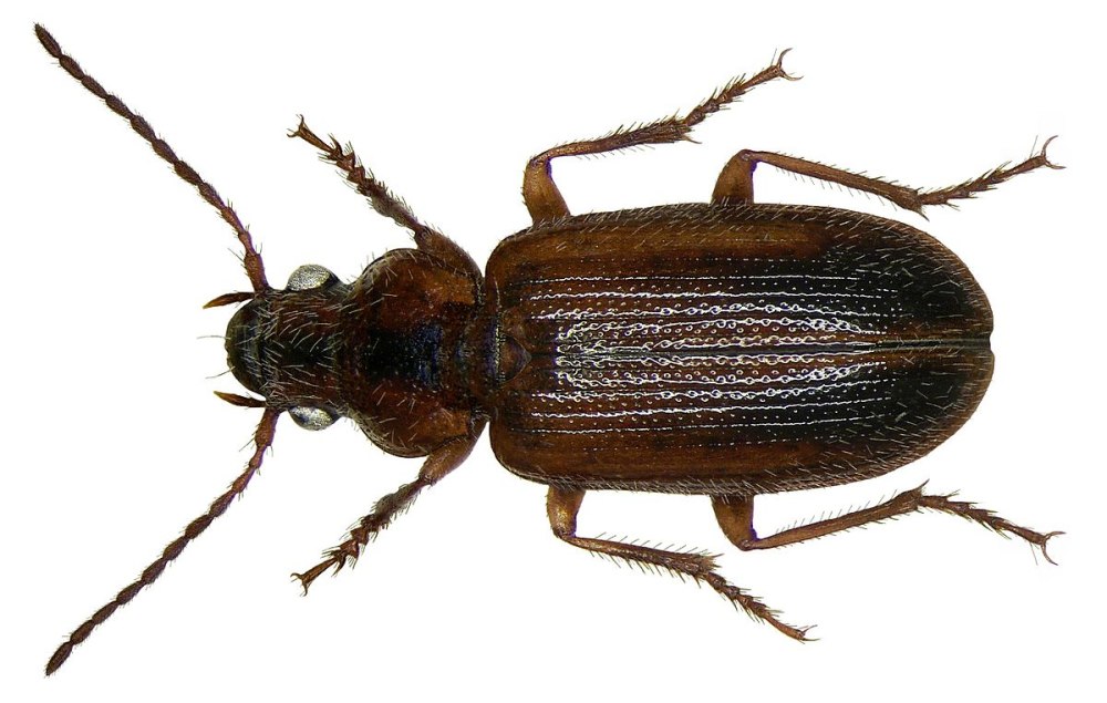 Dichirotrichus (=Trichocellus) rufithorax (c.Sahlberg, 1827)
