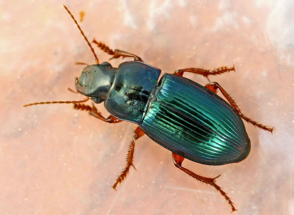 Harpalus rufipes Жук