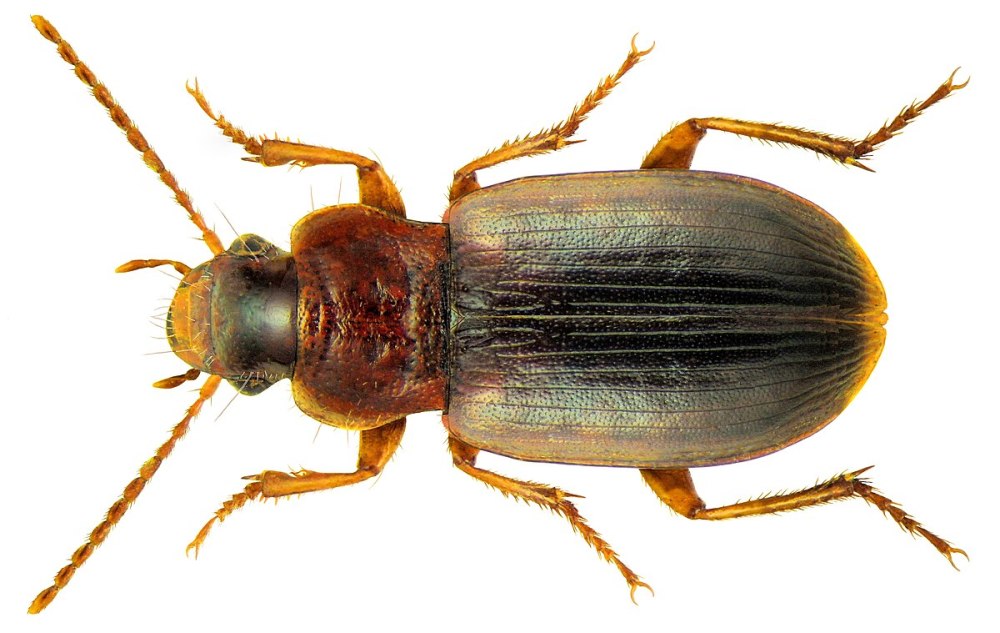 Ophonus (Metophonus) rufibarbis