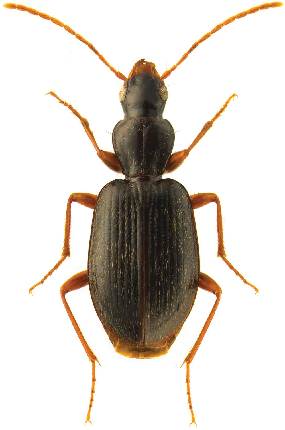 Neocerambyx pubescens