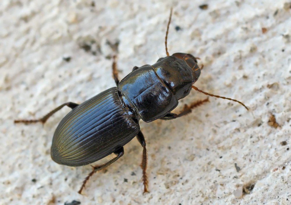 Acinopus laevigatus
