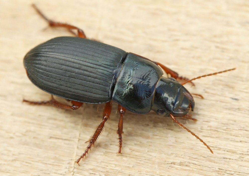 Harpalus affinis Жук