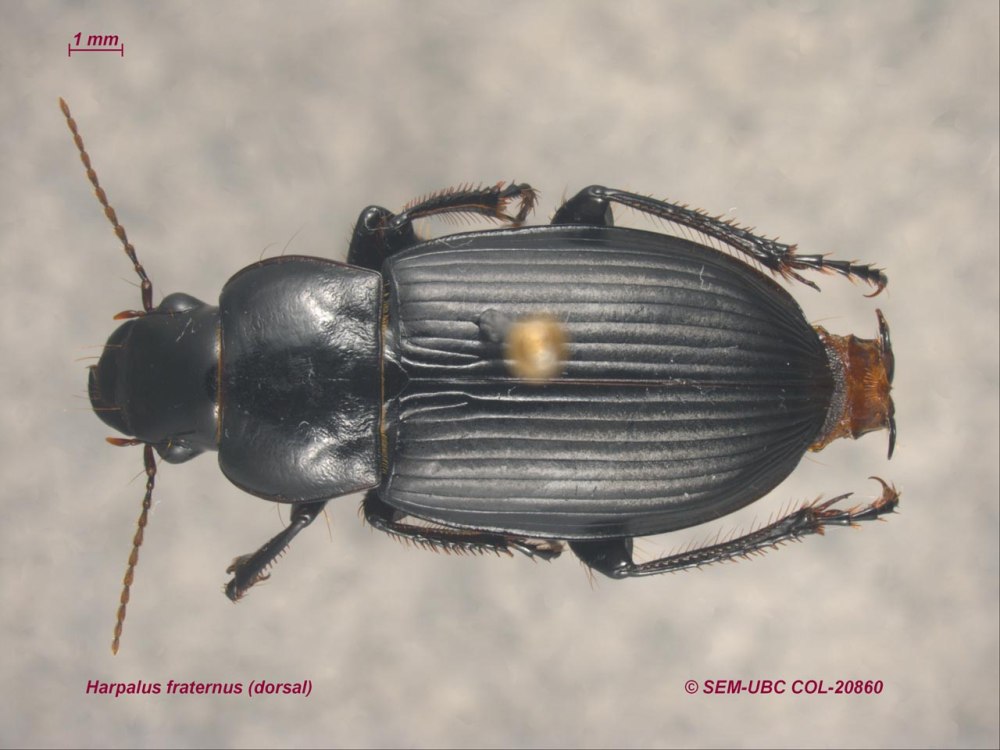 Harpalus luteicornis