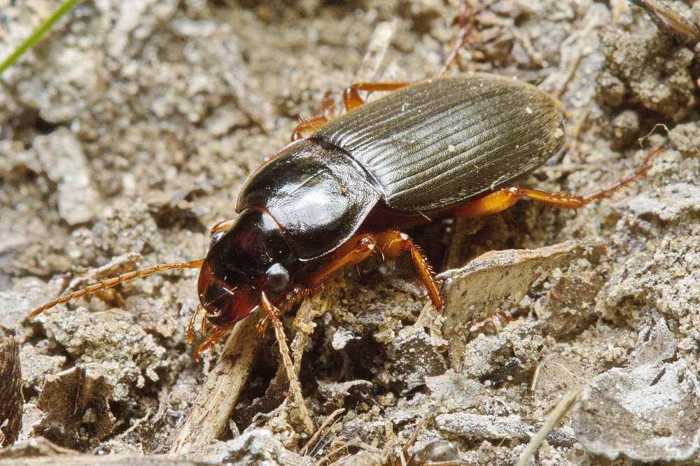 Жужелица Harpalus rufipes