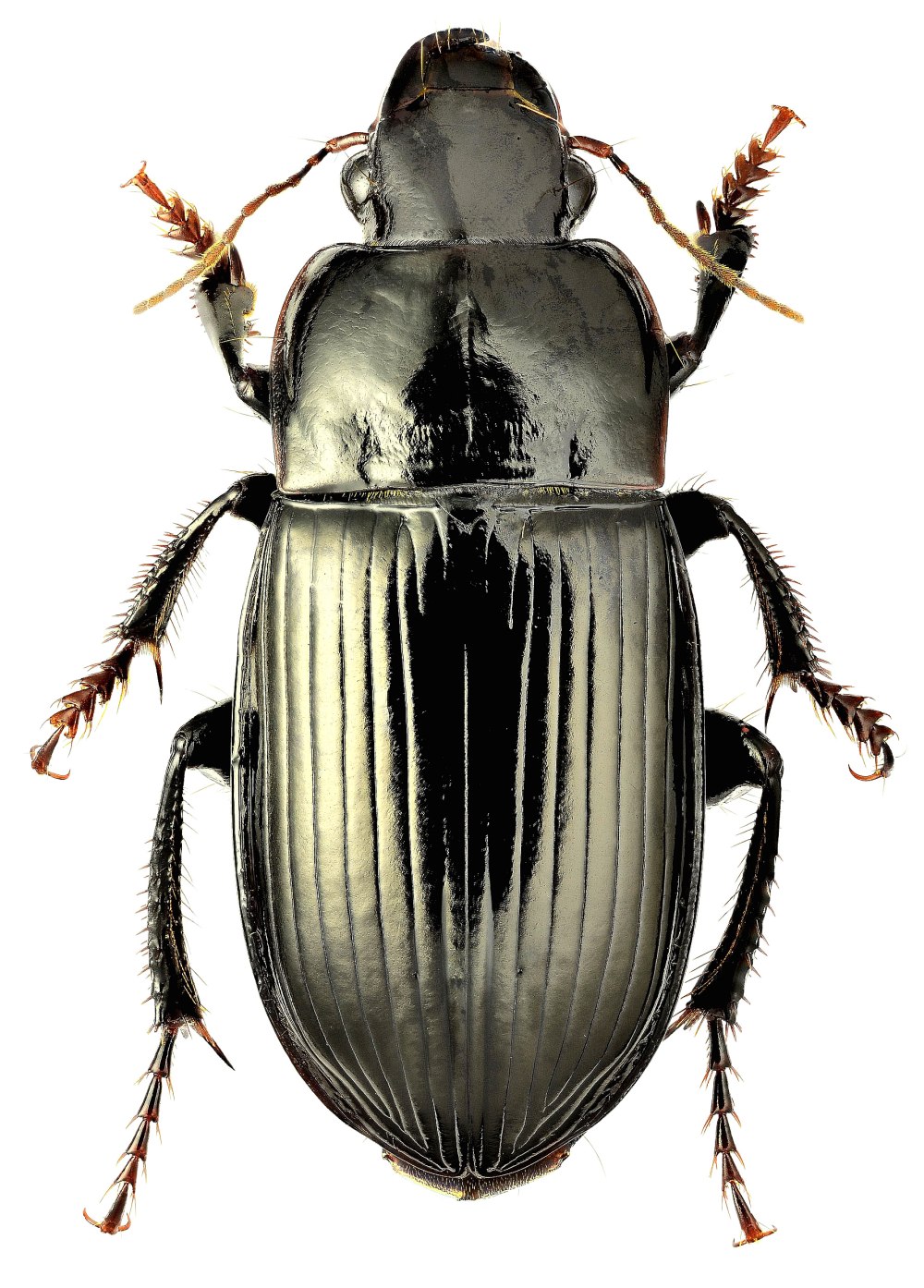 Harpalus Tardus (Panzer, 1797)